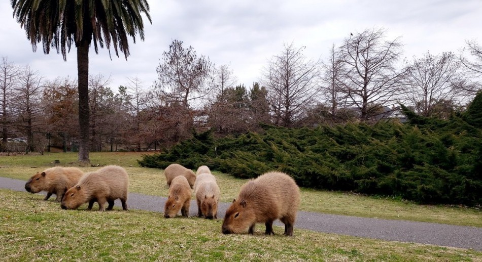 Ambientalistas denunciaron que el traslado irregular de carpinchos en Nordelta